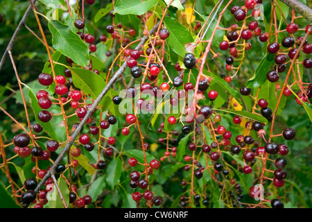 wilde Kirsche (Prunus Serotina), Fruchtbildung Zweige, Deutschland Stockfoto
