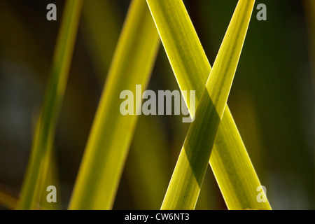 gelbe Iris, gelbe Flagge (Iris Pseudacorus), Hintergrundbeleuchtung Blätter bilden ein Kreuz, Deutschland, Rheinland-Pfalz Stockfoto