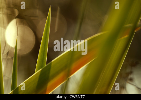 gelbe Iris, gelbe Flagge (Iris Pseudacorus), verlässt bei Gegenlicht, Deutschland, Rheinland-Pfalz Stockfoto
