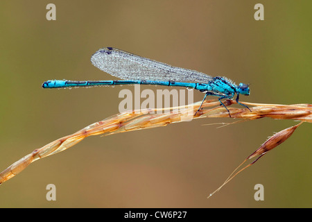 Libelle mit Morgentau sitzen auf einem Rasen Ohr, Deutschland, Rheinland-Pfalz Stockfoto
