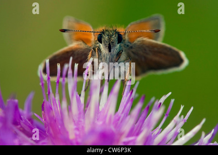 kleine Skipper (Thymelicus Sylvestris, Thymelicus Flavus), sitzen auf eine rosa Blume, Deutschland, Rheinland-Pfalz Stockfoto