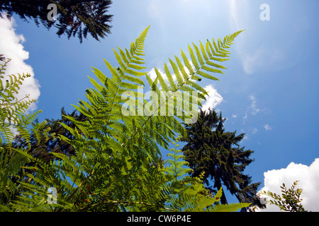 Adlerfarn Farn (Pteridium Aquilinum), Teil einer Wedel, Deutschland, Rheinland-Pfalz Stockfoto