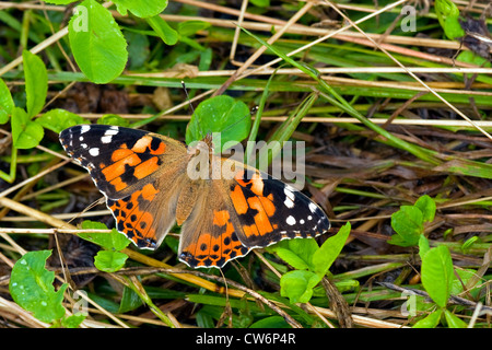 Distelfalter, Distel (Cynthia Cardui, Vanessa Cardui), sitzen auf der Wiese, Deutschland, Rheinland-Pfalz Stockfoto