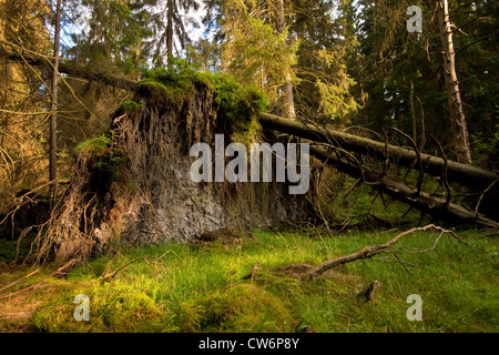 Norwegen Fichte (Picea Abies), Bäume in einem Fichtenwald ausgemerzt, Deutschland, Rheinland-Pfalz Stockfoto