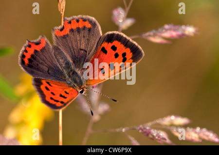 kleine Kupfer (Lycaena Phlaeas), sitzen an einem Grashalm, Deutschland, Nordrhein-Westfalen Stockfoto