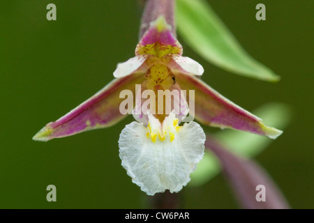 Marsh Helleborine (Epipactis Palustris), Blume, Deutschland, Rheinland-Pfalz Stockfoto