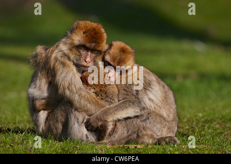 Barbary Affe, Berberaffe (Macaca Sylvanus), drei Tiere sitzen auf kuschelte eine Wiese zusammen Stockfoto