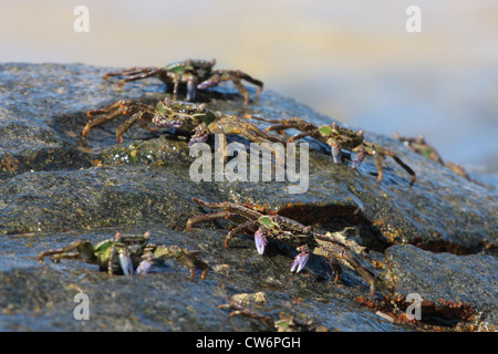 Sumpf-Krabben, Krebse, Krabben Talon (Grapsus spec, Grapsidae), einige Tiere auf einem Felsen nass von der Brandung, Thailand, Phuket, Khao Sok NP Ufer Stockfoto