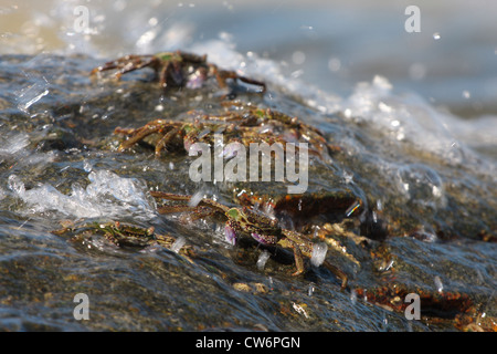 Sumpf-Krabben, Krebse, Krabben Talon (Grapsus spec, Grapsidae), einige Tiere auf einem Felsen in der Brandung, Thailand, Phuket, Khao Sok NP Ufer Stockfoto