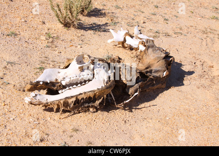 Skelett eines Kamels in der Sahara Wüste, Tunesien, Sahara Stockfoto