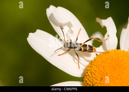 Wespe Käfer (Clytus Arietis), sitzen auf weiße Blume, Deutschland, Rheinland-Pfalz Stockfoto
