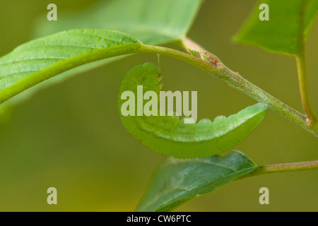 Zitronenfalter (Gonepteryx Rhamni), Verpuppung, Deutschland, Rheinland-Pfalz Stockfoto