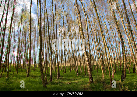 Moorbirke (Betula Pubescens), Birken-Sumpf im Frühjahr, Deutschland Stockfoto