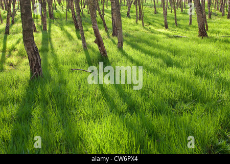 Moorbirke (Betula Pubescens), Birken-Sumpf mit lila Moor-Grass, Molinia Caerulea, im Frühjahr, Deutschland Stockfoto