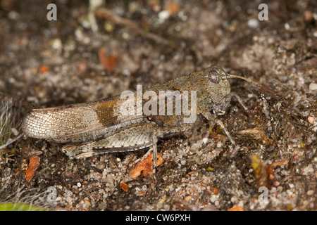 Blau-geflügelte Heuschrecke (Oedipoda Coerulescens), sitzen auf dem Boden gut getarnt, Deutschland Stockfoto