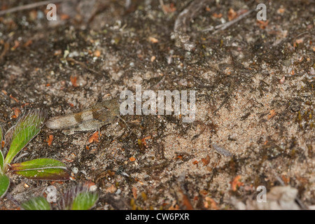 Blau-geflügelte Heuschrecke (Oedipoda Coerulescens), sitzen auf dem Boden gut getarnt, Deutschland Stockfoto