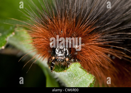 Garten-Tiger (Arctia Caja), Raupe auf einem Blatt, Deutschland Fütterung Stockfoto