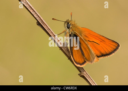 kleine Skipper (Thymelicus Sylvestris, Thymelicus Flavus), sitzt auf einem Keimling, Deutschland, Nordrhein-Westfalen Stockfoto