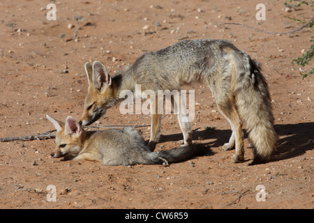 Kap-Fuchs (Vulpes Chama) mit Welpen, Südafrika Kgalagadi Transfrontier Nationalpark Stockfoto