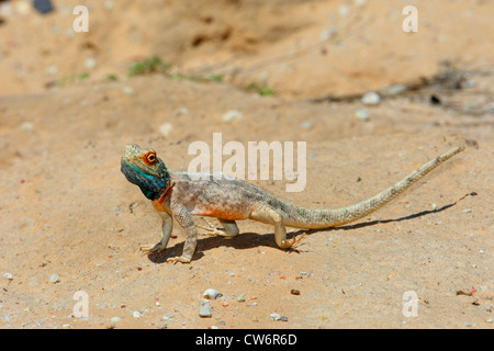 Boden Agame (Agama Aculeata Aculeata), in der Wüste, Südafrika Kgalagadi Transfrontier NP Stockfoto