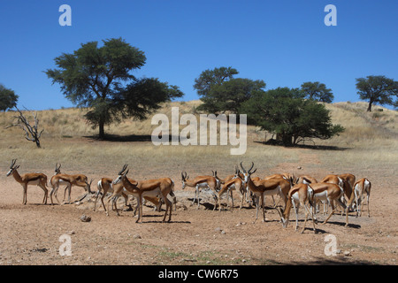 Springbock, Springbock (Antidorcas Marsupialis), Herde in Steppenlandschaft mit einzelnen Bäumen, Südafrika Kgalagadi Transfrontier NP Stockfoto