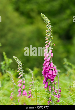 Fingerhut, Digitalis Purpurea. VEREINIGTES KÖNIGREICH. Stockfoto