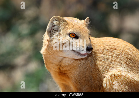 gelbe Mungo (Cynictis Penicillata), Porträt, Südafrika, Kgalagadi Transfrontier NP Stockfoto