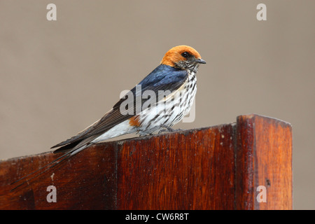 Größere gestreiften schlucken (Hirundo Cucullata), sitzt auf einem hölzernen Zaun, Südafrika Stockfoto