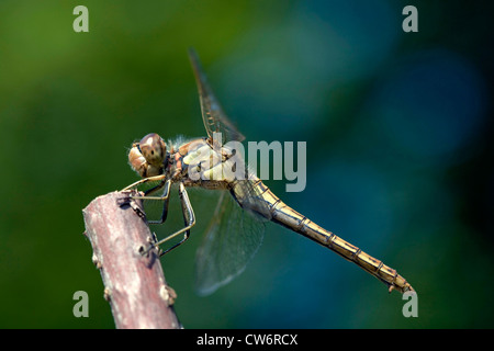 Landstreicher Sympetrum (Sympetrum Vulgatum), Frau sitzt an einem Zweig, Deutschland, Schleswig-Holstein Stockfoto