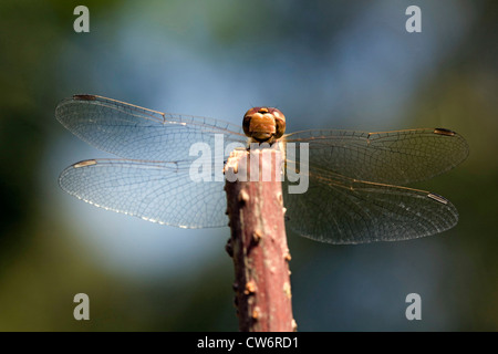 Landstreicher Sympetrum (Sympetrum Vulgatum), Frau sitzt an einem Zweig, Deutschland, Schleswig-Holstein Stockfoto