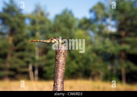 Landstreicher Sympetrum (Sympetrum Vulgatum), Frau sitzt an einem Zweig, Deutschland, Schleswig-Holstein Stockfoto