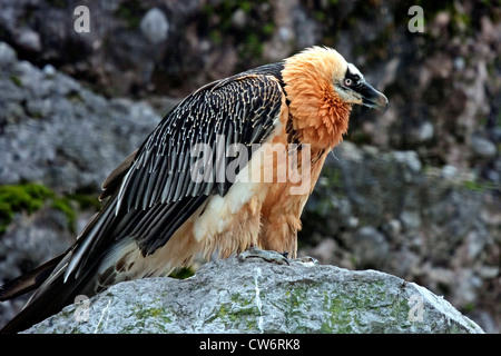 Bartgeier, Bartgeier (sollten Barbatus), auf einem Felsen sitzen Stockfoto