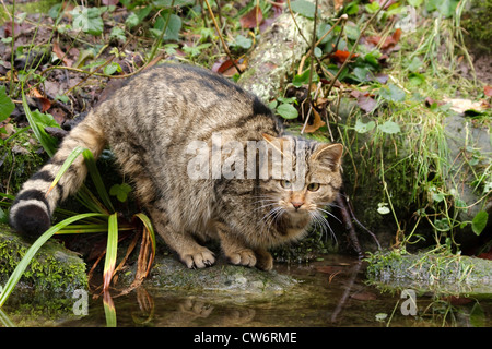 Europäische Wildkatze, Wald Wildkatze (Felis Silvestris Silvestris), stehend auf einem Stein an einem Bach, der Blick in das Wasser, Deutschland Stockfoto