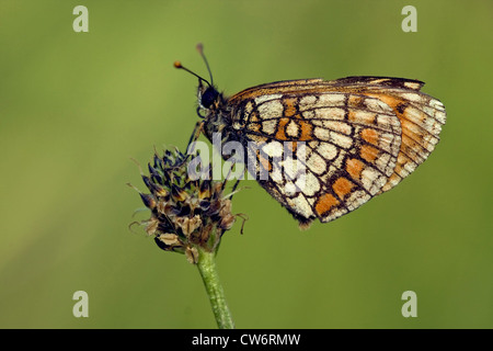 Heide Fritillary (Melitaea Athalia), sitzen auf Wegerich, Deutschland, Nordrhein-Westfalen Stockfoto