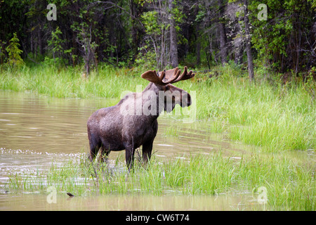 Elch, Elch (Alces Alces), in einem See, Kanada Stockfoto