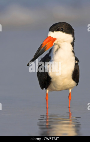 Schwarz-Skimmer (Rynchops Niger), stehen im flachen Wasser, USA, Florida, Everglades Nationalpark Stockfoto