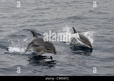 Gemeinsamen Tümmler Tursiops Truncatus, zwei Delfine Oberfläche gleichzeitig, Azoren, Atlantik. Stockfoto
