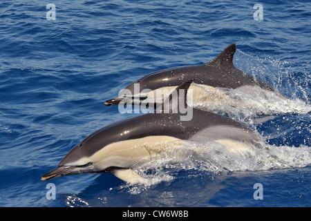 Zwei kurze Schnabel gemeine Delfine, Delphinus Delphis, Porpoising zusammen, westlich von der Insel Faial, Azoren, Atlantik. Stockfoto