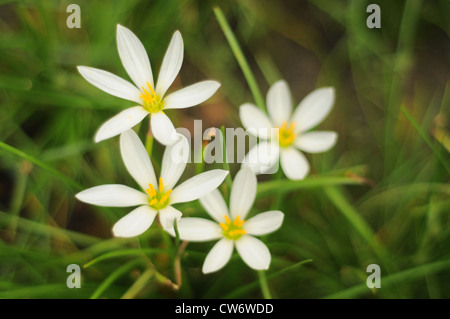 Runde-gelappt Leberblümchen Stockfoto