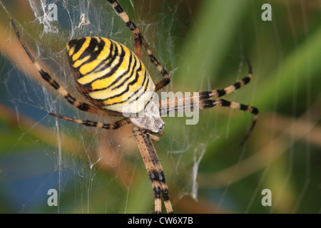 Wasp Spider Argiope Bruennichi Web im Epping Forest East London Stockfoto