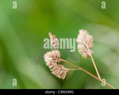 Frontalen Blick auf weibliche gemeinsame Darter Libelle Stockfoto