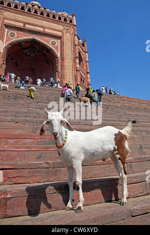 Buland Darwaza, Eintritt in die Fatehpur Sikri Komplex in Uttar Pradesh, Indien Stockfoto