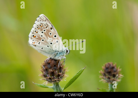 Seitenansicht des männlichen Chalkhill Blue Butterfly zeigt Unterseite der Flügel Stockfoto