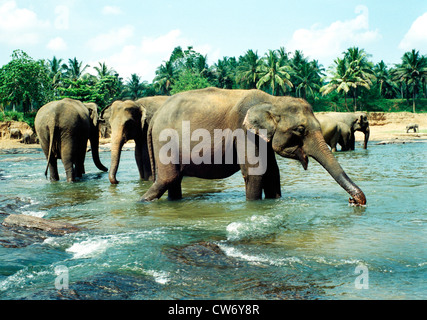 Asiatischer Elefant, Asiatischer Elefant (Elephas Maximus), Waisenhaus für Elefanten, Elefanten, Sri Lanka, Zentralprovinz, Pinnawela Baden Stockfoto