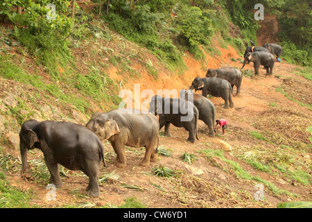 Indischer Elefant (Elephas Maximus Indicus, Elephas Maximus Bengalensis), arbeiten Elefanten Beeing gefüttert der Abend mit Ananas verlässt, Thailand, Phuket Stockfoto