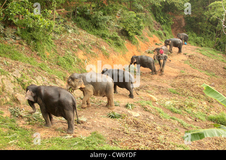 Indischer Elefant (Elephas Maximus Indicus, Elephas Maximus Bengalensis), arbeiten Elefanten Beeing gefüttert, am Abend, Thailand, Phuket Stockfoto