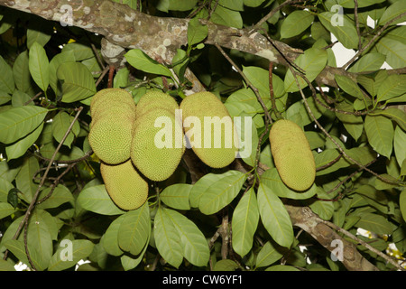 Jackfrucht (Artocarpus Heterophyllus), Früchte auf dem Baum, Thailand, Phuket Stockfoto