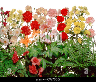 Pflanzen und Blumen arrangement Stockfoto