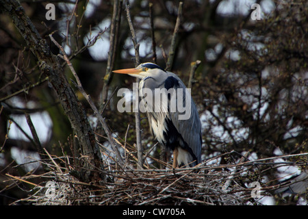 Grey Heron Ardea Cinerea mit Küken im Nest an Wlathamstow Stauseen East London Stockfoto