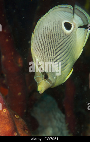 Nahaufnahme des vier-Augen butterflyfish Stockfoto